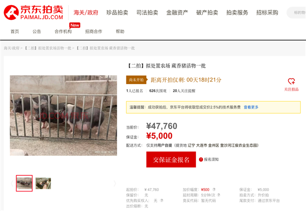 近2000人次圍觀競買藏香豬、亮鳳雞 一批“美食原材料”活物12月27日京東開拍(圖2)