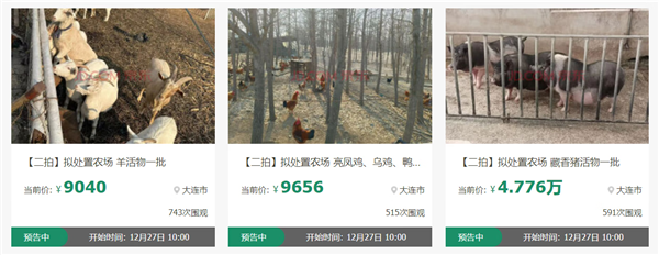 近2000人次圍觀競買藏香豬、亮鳳雞 一批“美食原材料”活物12月27日京東開拍(圖1)